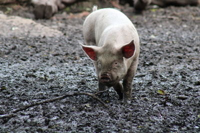 Close-up of pig on field