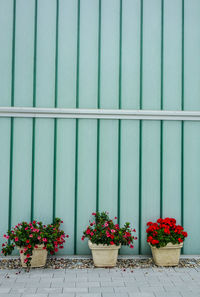 Potted plants against wall