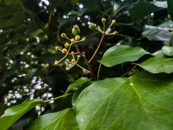 Close-up of green leaves on plant