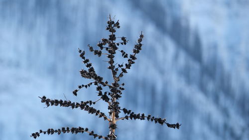 frost
