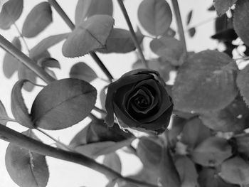 Close-up of roses blooming outdoors