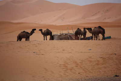 View of camel on desert