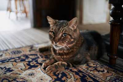 Portrait of cat sitting at home