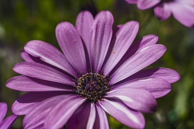 Close-up of purple flower