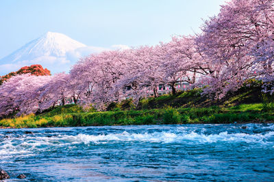 Cherry blossom season tourist and uruigawa river foreground with fuji mountain clear sky background 