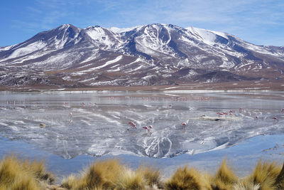 Uyuni Animal