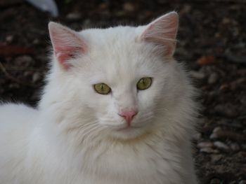 Close-up portrait of white cat