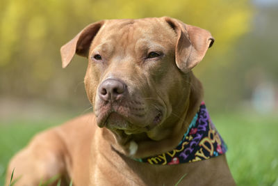 Close-up portrait of dog looking at camera