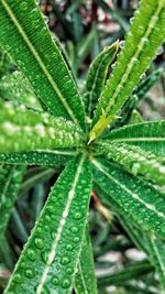 Close-up of fresh green plant