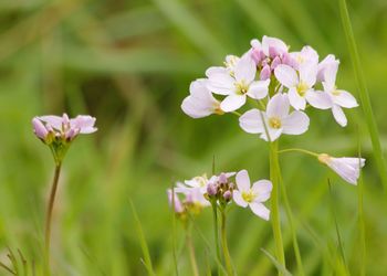 Close-up of purple flowering plant on field