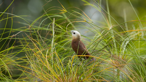 Close-up of bird on grass