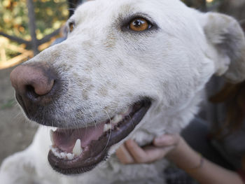 Close-up of dog looking away