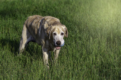 Dog looking away on grassy field