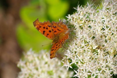Close-up of butterfly pollinating on flower
