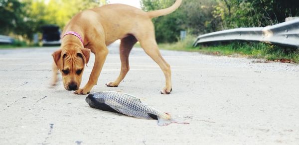 View of a dog on the road