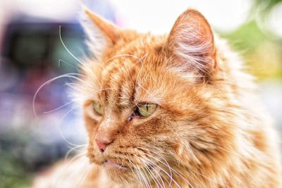 Close-up of a cat