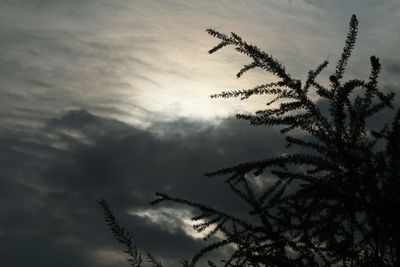 Low angle view of silhouette tree against sky during sunset