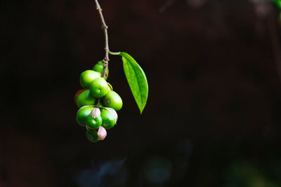 Close-up of berries growing on plant