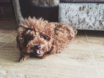 Portrait of dog on floor at home