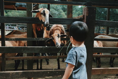 Cute boy standing by goats in farm