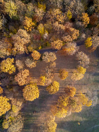 Aerial view of trees growing on field in forest during autumn