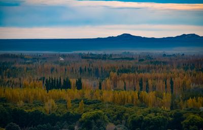 Scenic view of forest against sky during sunset