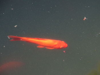 Jellyfish in sky at night