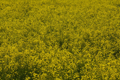 Full frame shot of yellow flowering plants on field