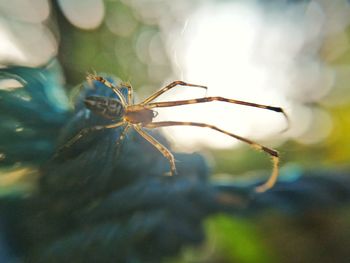 Close-up of spider on flower