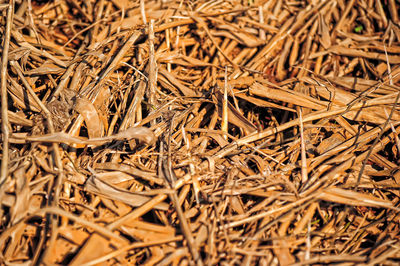 Full frame shot of dry plants