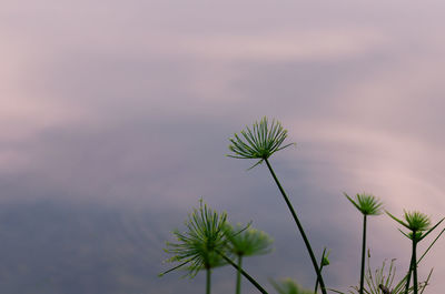 Focus and blurred photo of papyrus plant with background of the pond.