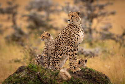 Family of cheetah standing on field