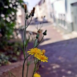 Close-up of yellow flowering plant