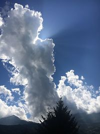 Low angle view of tree against sky