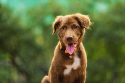 Portrait of adorable nova scotia duck tolling retriever puppy smiling with green foliage