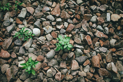 High angle view of stones