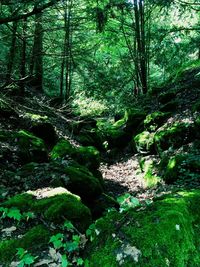 Trees in forest