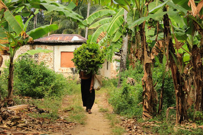 Rear view of person walking amidst trees in forest