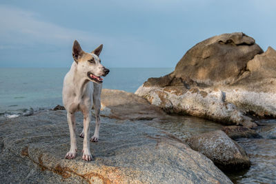 Portrait of dog on beach