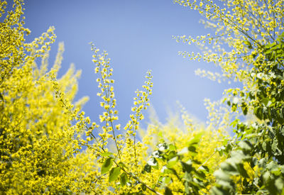 Frame from yellow flowering branches against a blue sky. spring. copy space for text.