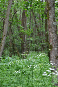 View of trees in forest