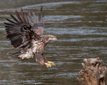 Close-up of bird in water