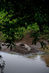 Tree by river in forest