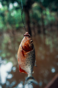 Close-up of fish hanging on hook