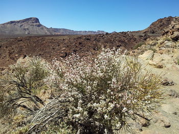 Scenic view of desert against clear sky