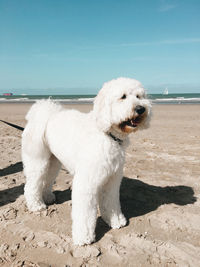 View of dog on beach