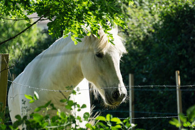 Close-up of white horse against tree
