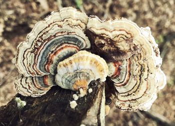 Close-up of mushroom on field