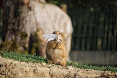 Squirrel sitting on a field