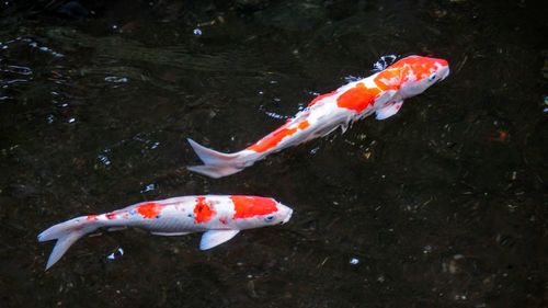 High angle view of koi carps swimming in pond